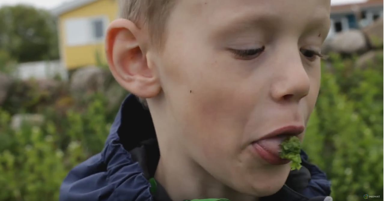 Featured image for Smag kan bruges i alle skolens fag