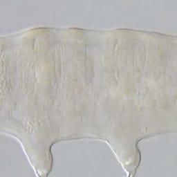 Danske elever skriver naturhistorie: Fem nye arter opdaget i Masseeksperimentet