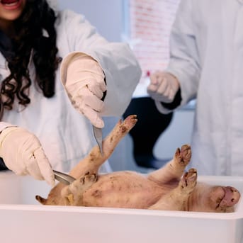 Billede af to elever der dissekerer en babygris