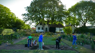 Klasse graver i jord ved Amagermuseet