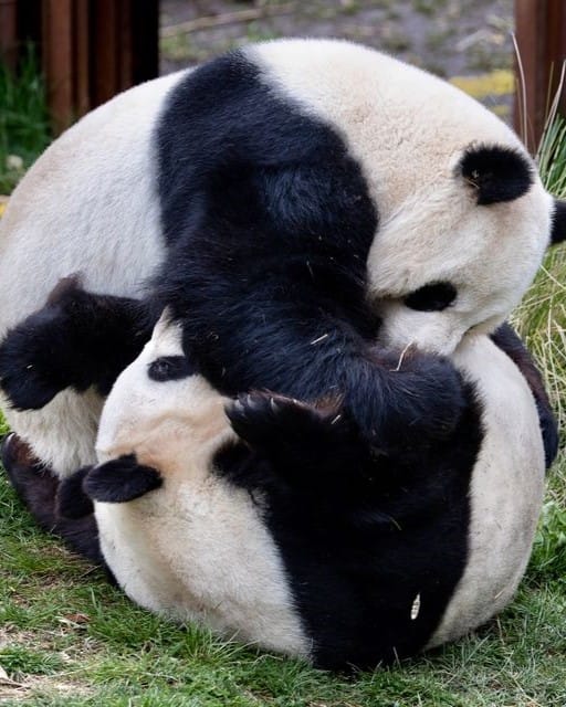 To pandaer leger med hinanden i zoo