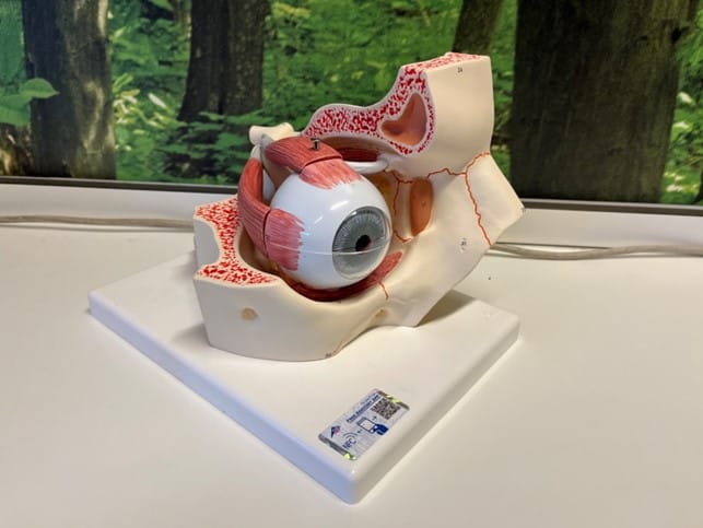 Anatomisk model